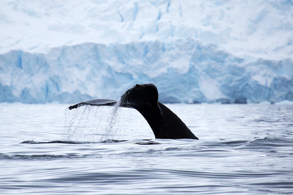 mlparkermedia's tweet image. Really miss working with these guys every day. But editing all these photos is pretty awesome  📷🇦🇶🙂 #Antarctica #7thcontinent #fieldworkwin #insearchofminkes