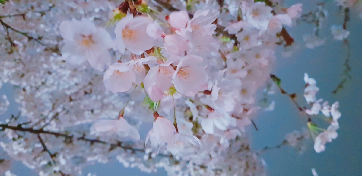 r_likeit's tweet photo. 밤에 하는 꽃놀이 https://t.co/eUTzyTTX4X
