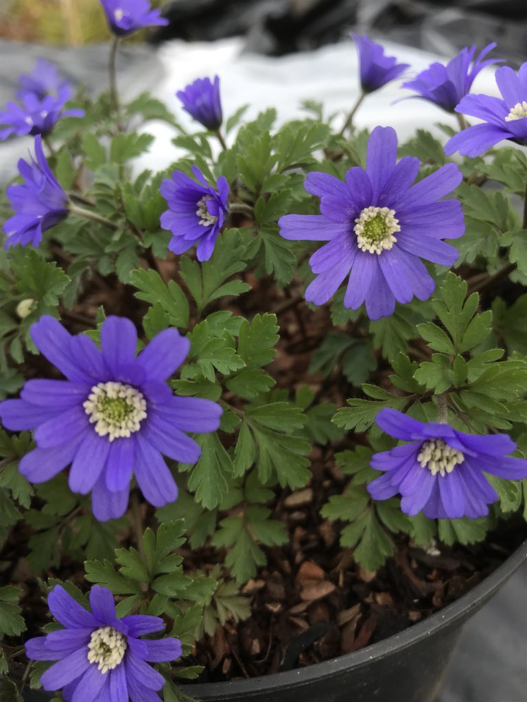 Paul Barney tweet media