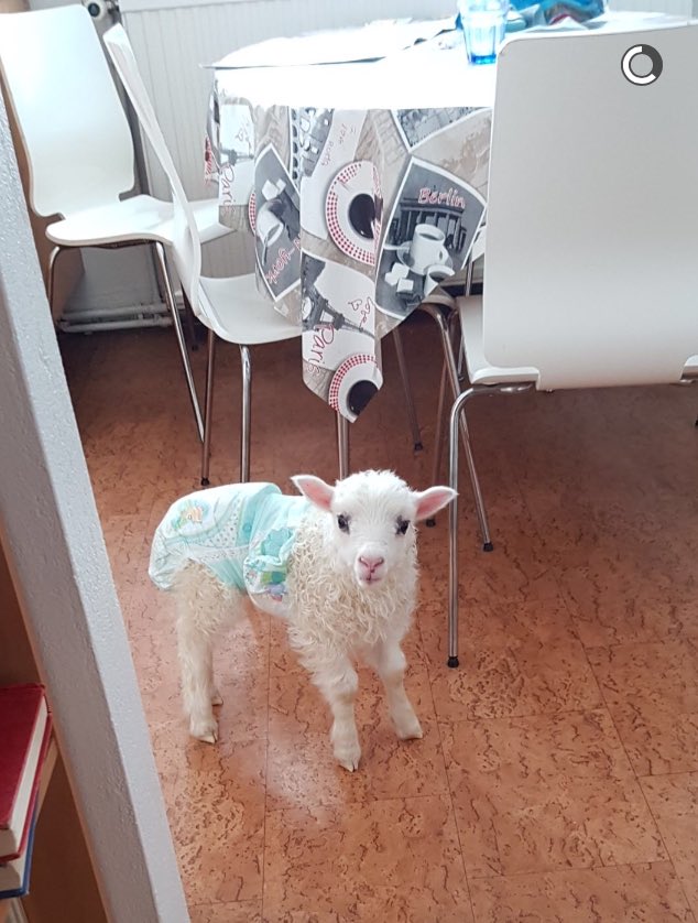 Fékk þetta sent um helgina frá vini mínum í sveitinni og ég hef aldrei á ævinni séð neitt jafnguðdómlegt endilega deilið