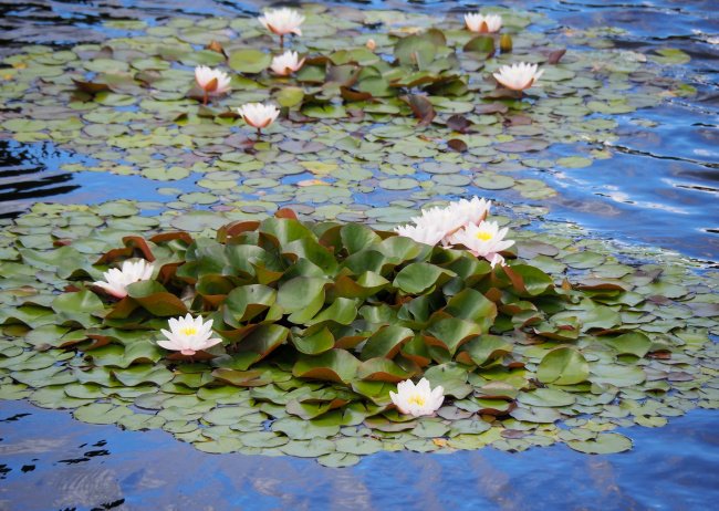 Водяные лилии 2. Водяная Лилия/Nymphaea. Кувшинка нимфея. Нимфеи водяные лилии. Нимфея даубениана.