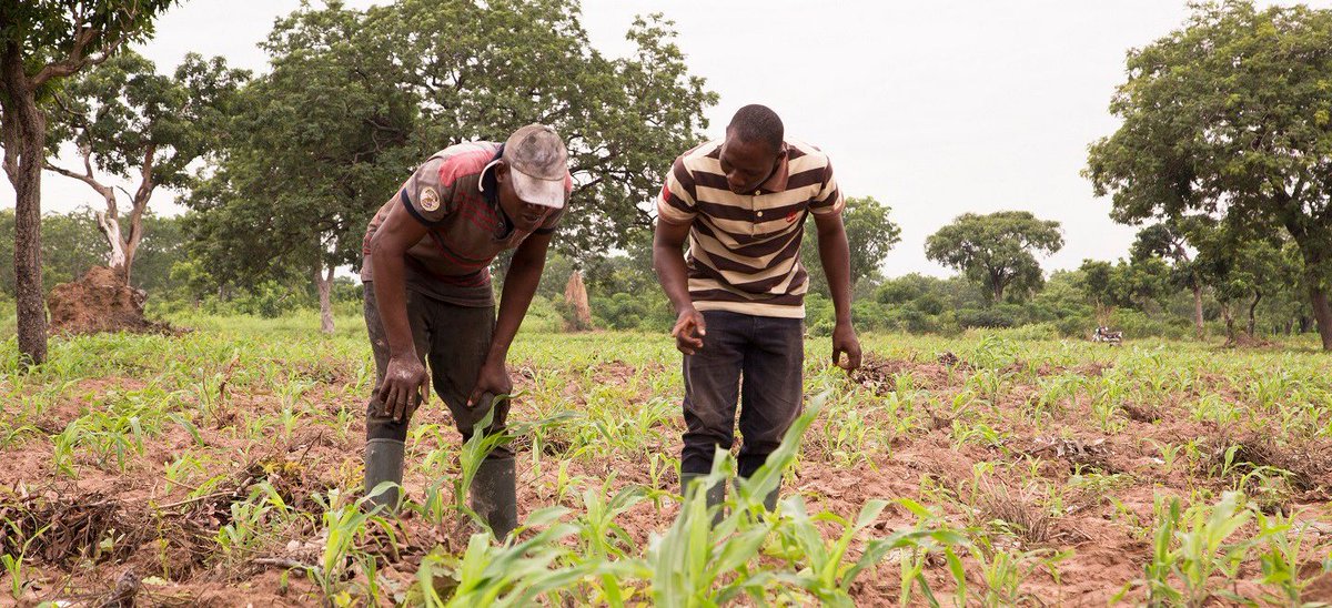 CGIAR's tweet photo. The Fall Armyworm Tech Prize was launched today to help find the latest technology to combat the devastating impacts of fall armyworm, which attacks over 80 different plant species: https://t.co/ANtPPHVKI9 @CABI_News @CIMMYT @FeedtheFuture https://t.co/fz1cvLhVHY