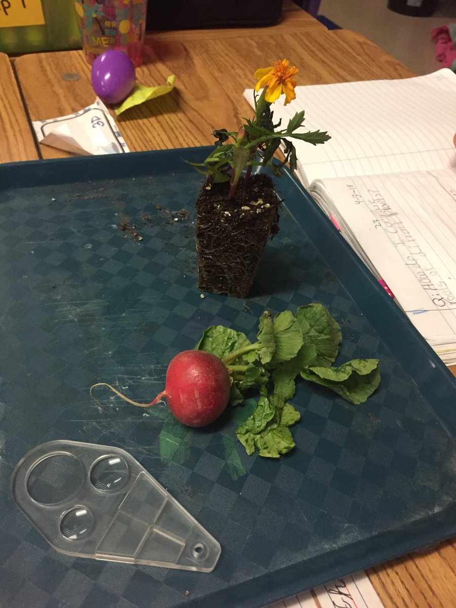 Learning about root systems today! #Foss475 <a href="/SheridanUSD475/">Sheridan Elementary</a>