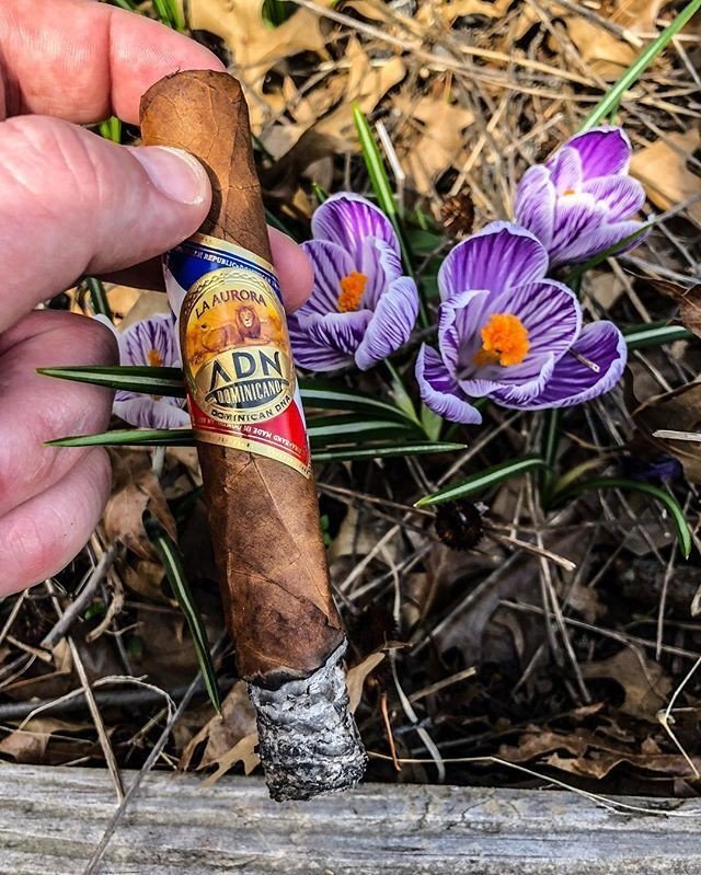 📷 by @tim.big_ash.rivard - #nowsmoking @laauroracigars #laauroraadndominicano 🔥💨💨 “Utilizing an age old Dominican fermentation process that forgoes the usual building and turning of tobacco hands in pilons; instead, a very hard-to-grow strain of toba… instagram.com/p/BhHGJKTDjpM/