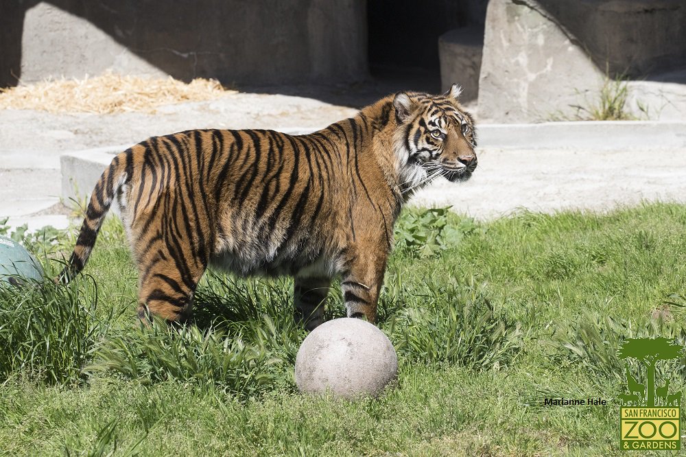 sfzoo's tweet photo. She's baaaack! Jillian currently had access to both her indoor and outdoor living spaces, so if you are lucky you may get to see her on your next visit! #TigerTuesday #SavingSpecies 🐯 https://t.co/crYchT5s7o