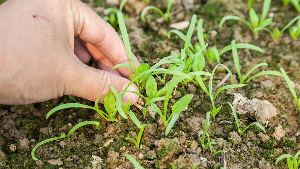 We've grown like weeds! We at #FRESHFARMMarkets will be consolidating our Twitter accounts. All Twitter content can be found <a href="/FRESHFARMDC/">FRESHFARM</a> -- Please follow us there!
