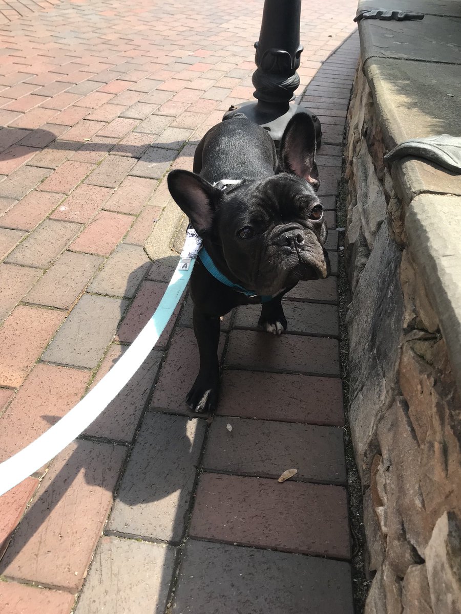 trfullerton8's tweet photo. Turns out people really like it when you walk around Uptown Charlotte during everyone’s lunch break with a French Bulldog https://t.co/26su7WdYFQ