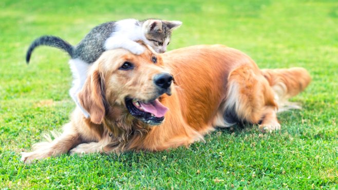 WomensForum's tweet image. Are your kids begging for a cat or dog? Here are some expert pet owner tips for helping your family adopt a first pet...ow.ly/jhIu30ji701 #petowners #firstpets #loveatfirstpet #catsofinstagram #dogsofinstagram