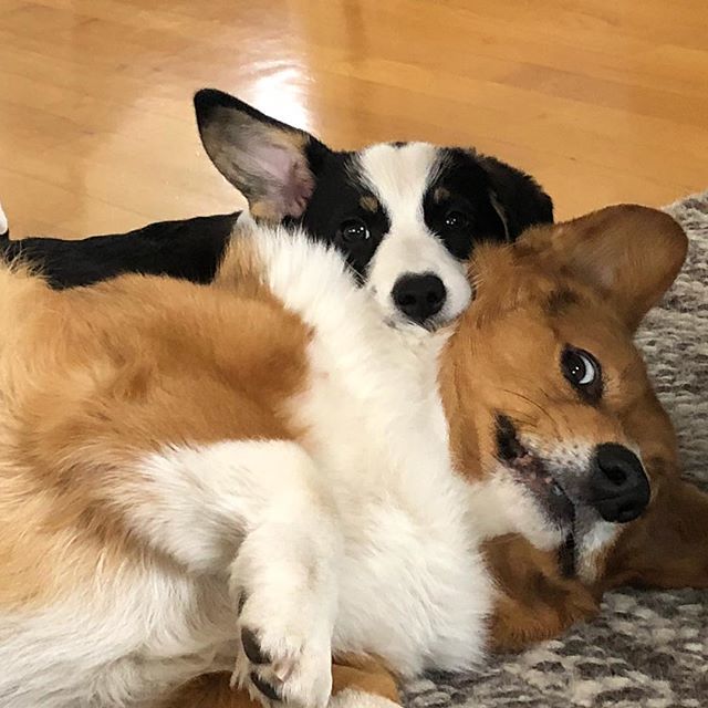 andthreecorgis's tweet photo. They went that way! ๐๐ผ๐๐ผ๐๐ผ haha!!! Gotta love that ear effort! ๐ฆ๐ฆ๐ฆ #threecorgis #Corgi #bromance #itslit โค๏ธโค๏ธโค๏ธ #corgithecute @corgi.express #sniffandbarkens #thewoofdaily @insta_dogs #insta_dogs https://t.co/I6Y8jMwqBL https://t.co/rOevbZYG23