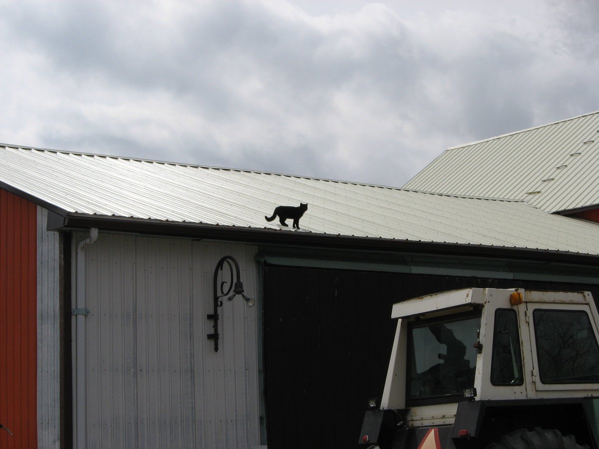 MurrayHebblethw's tweet photo. @BetsyKling @JamesMenzies On the lighter-side, the Best #AprilFools Joke by a #feline on a #human! The real question is, how did she get up there? She is looking at jumping to the #farm2018 #tractor , but it is too far away! I did catch her & brought her down to #earth safely! https://t.co/nljFD1nMcE