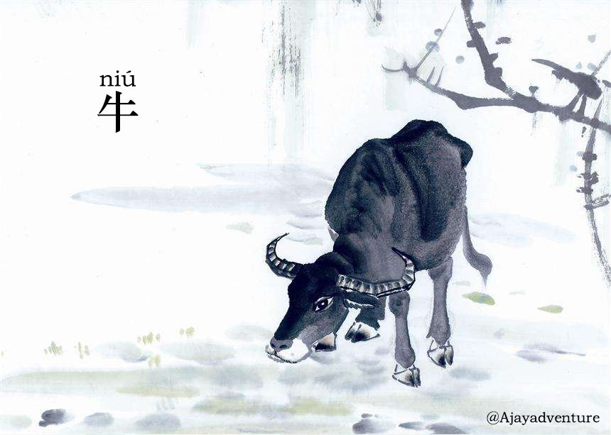 People born in the Year of the Ox are characterised as hard-working and stubborn, they speak little, when they do speak they are quite eloquent.