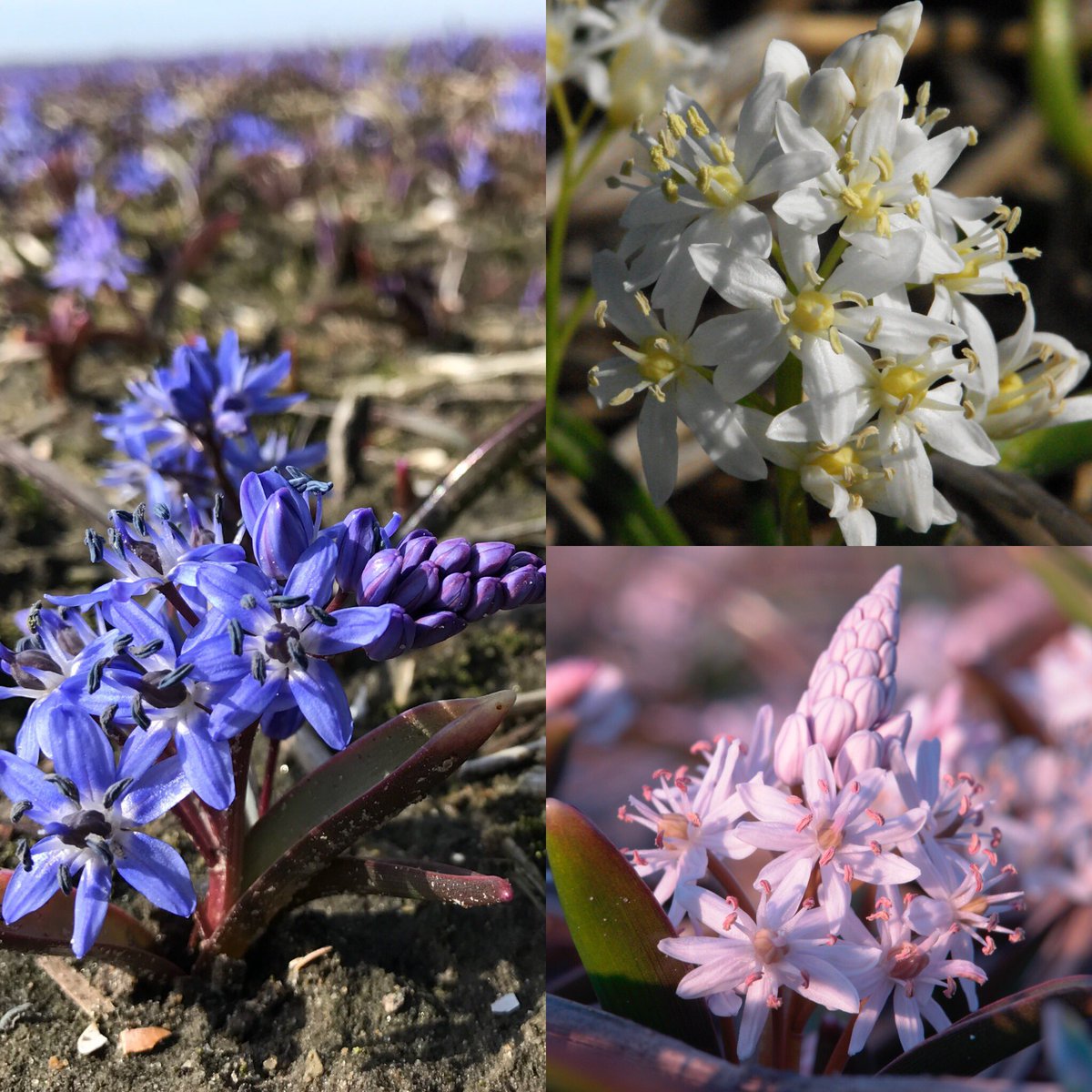 BolthaBV's tweet photo. Flowerfields 2018
Scilla Bifolia, Scilla Bifolia Alba &amp; Scilla Bifolia Rosea #flowerbulbs #scilla https://t.co/zfVPCGMnZa