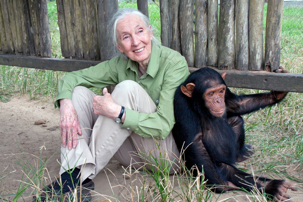 Happy Birthday to the wonderful Dr Jane Goodall! 
