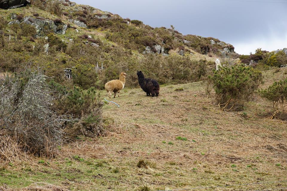 Visit Betws-y-coed tweet media