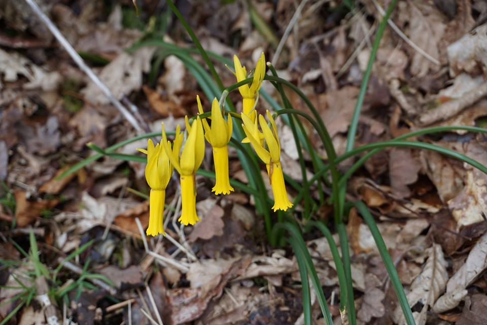 Visit Betws-y-coed tweet media