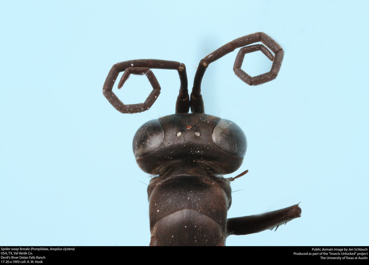 What's up, spider wasp? New public domain image by Jen Schlauch.