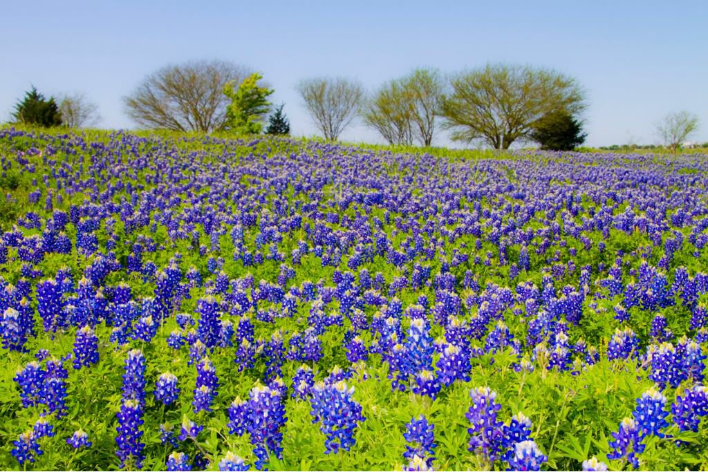 Star City Limousine (StarCityLimoHou) Twitter