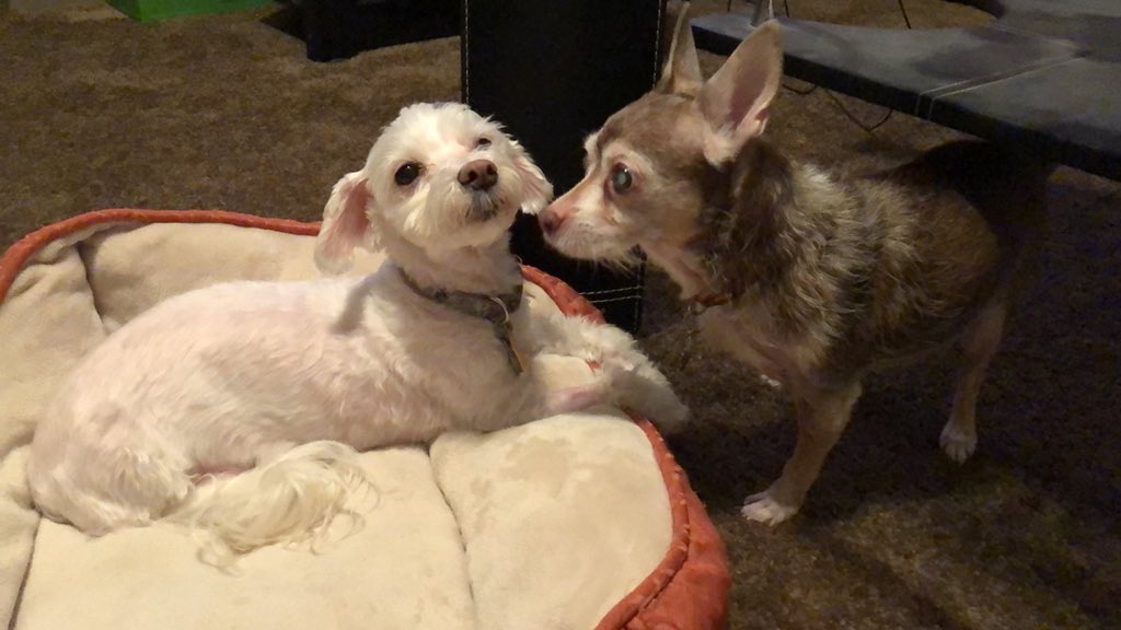 GeekyFriedRice's tweet photo. Omg @Calamity_Jayn is too much. I legit just about cried at my desk. Thank you so much for this wonderful surprise, lovely. My girls are my world. 💜 #picsforpaws https://t.co/ftqPB4NTTt