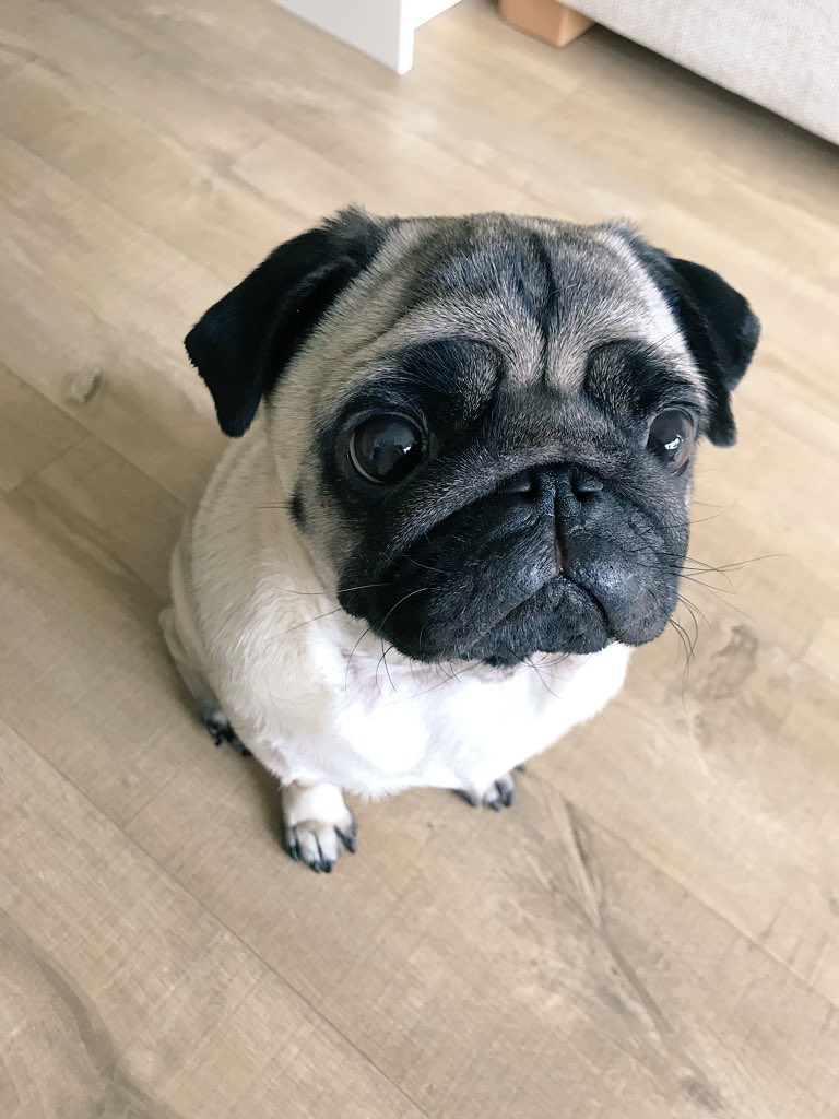 alicewright's tweet photo. Pug cuddles with my favourite Jimmy boy, love him so much 😍💛🐾 https://t.co/QfAbKTaspW