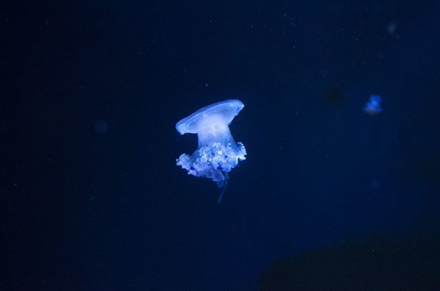 SkySnapImages's tweet photo. #jellyfish #aquarium #aquariums #aquariumlife #aquascape #aquariumsofinstagram https://t.co/zE4mOavcm5 https://t.co/eRFxX8y0vv