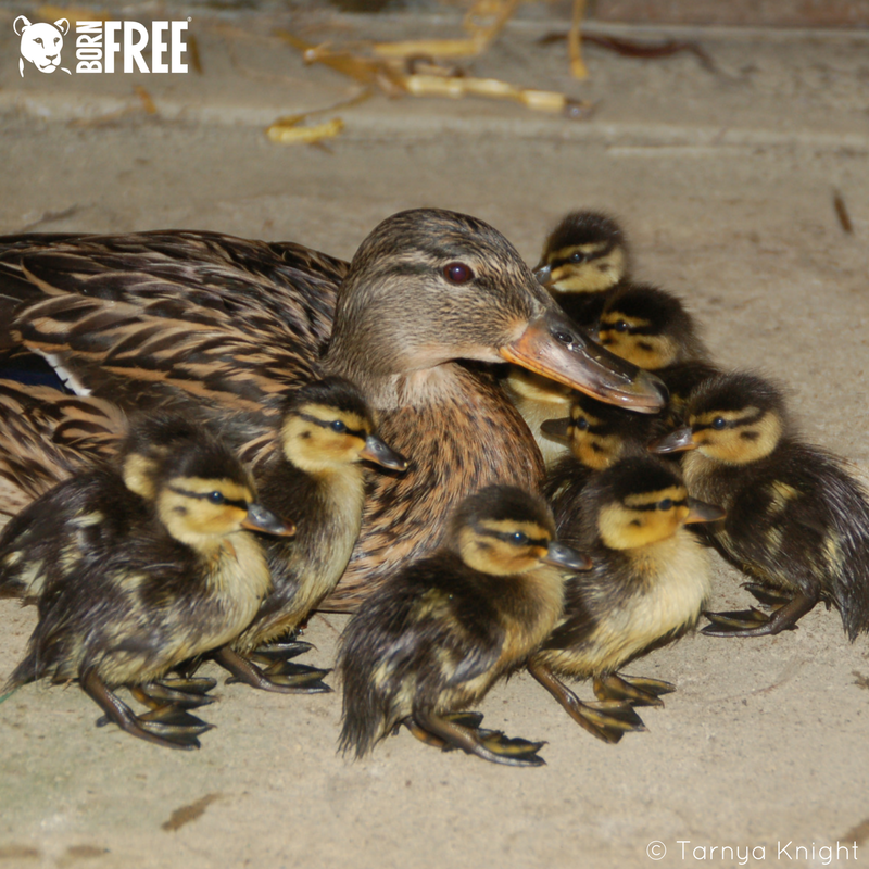 Born Free Foundation tweet media