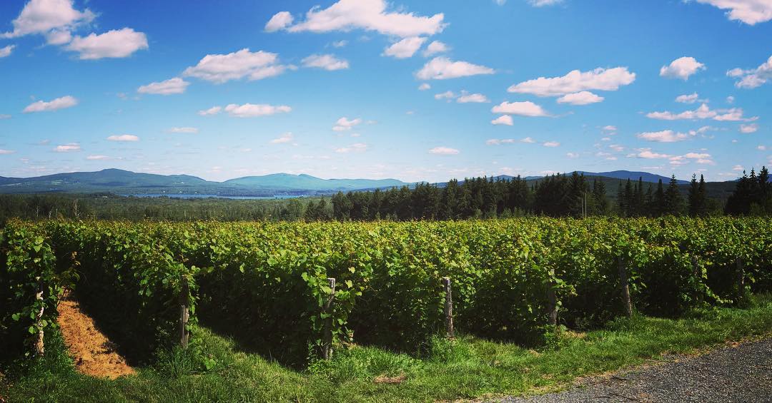 Vous rêvez de vins et fromage pour votre prochain voyage? Ajoutez le #Québec à votre itinéraire; les vignobles locaux offrent non seulement des visites guidées dans des décors à couper le souffle, mais aussi des dégustations! 🍷 📷coolzen1/IG