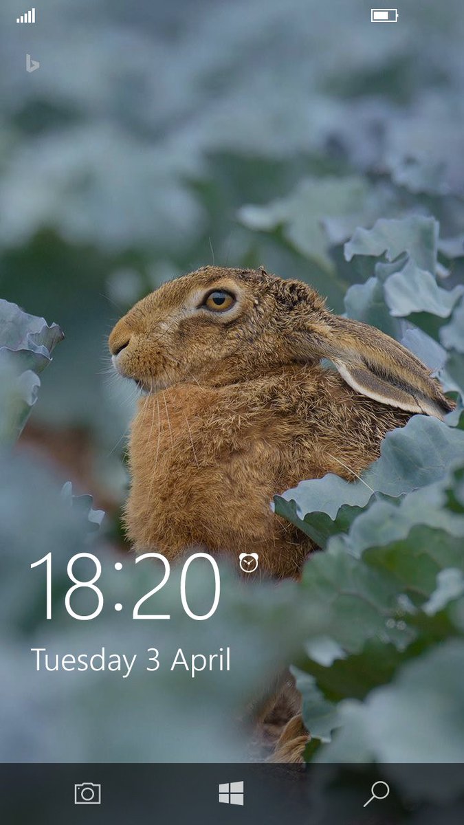 TojSoSlikite's tweet image. Зајко
#Windows10 #Windows10Mobile #ScreenLock