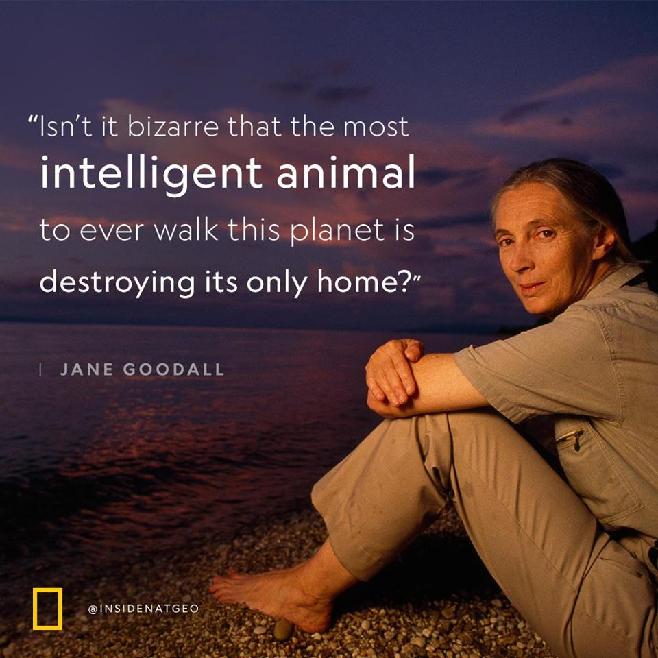 Happy birthday to Jane Goodall! Thanks to for this thought-provoking quotation from her. 