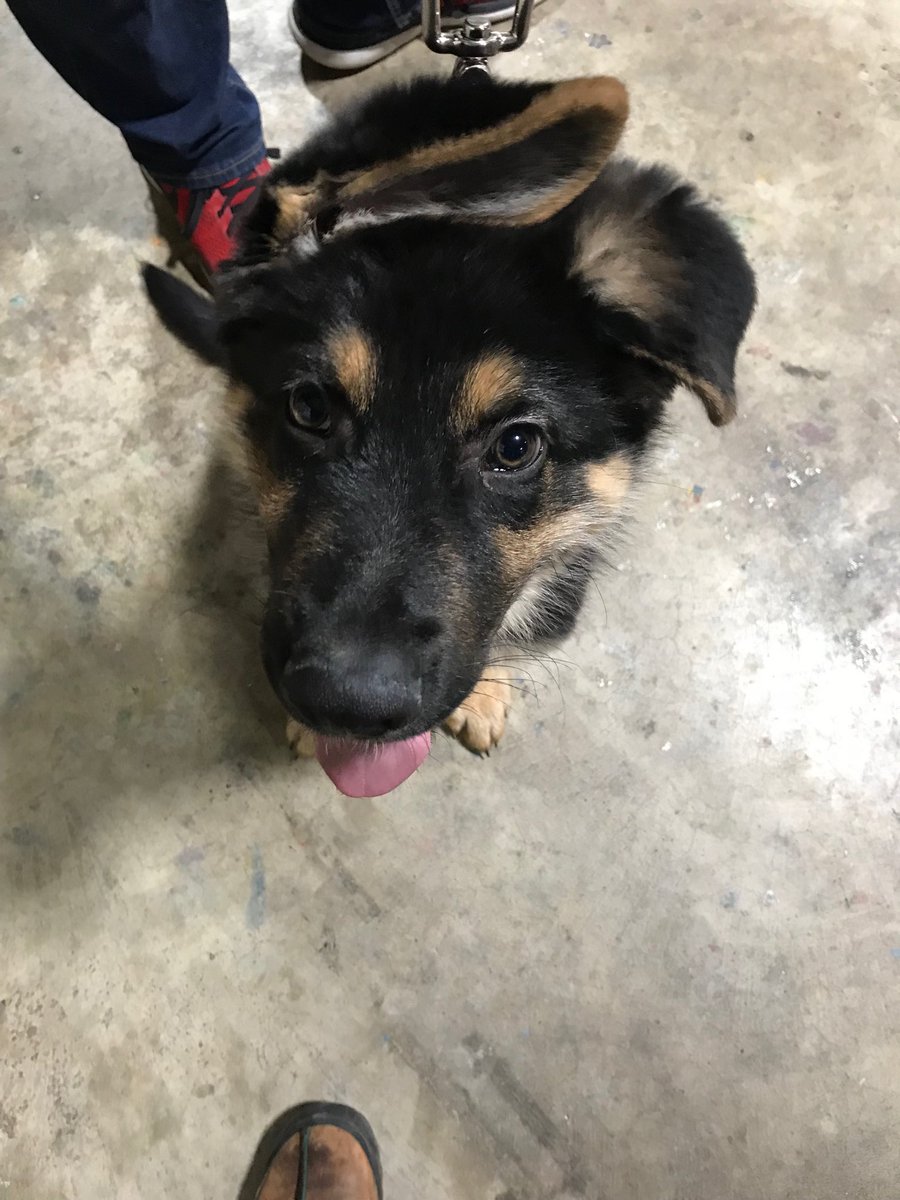 YourDogsHero's tweet photo. Don’t let the cute factor fool you, he’s a mischief master! https://t.co/ak3PGnWlV4
