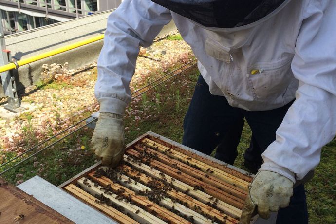 Toitsverts's tweet image. #Bruxelles : Ils ont choisi d’accueillir des #abeilles sur les quelque 2000 m2 de toiture végétale installée sur leur éco-bâtiment. ow.ly/oYt730jigMS