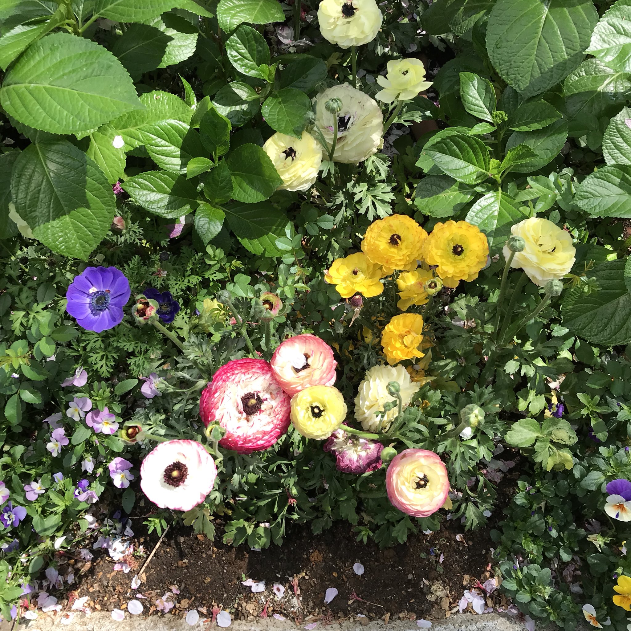 Ichiro Mizuki おはゼーット 道端の花壇に咲くラナンキュラスの花 とても縁起の良い花で花言葉 は とても魅力的 名声 名誉 合格 などなど また色によってそれぞれの花言葉もありますよ 今日も良い一日を Have A Nice Day Pura Vida Z