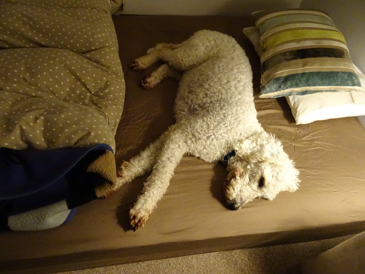 ValeriaCoots's tweet photo. Only a few more hours before I get shorn - the dreaded groomer van is coming! Mum said we are going for the 'skinned rabbit' look. Have taken refuge in big bed. #toomuchmudinsomerset #poorIzzy https://t.co/SYx9MEPlNb