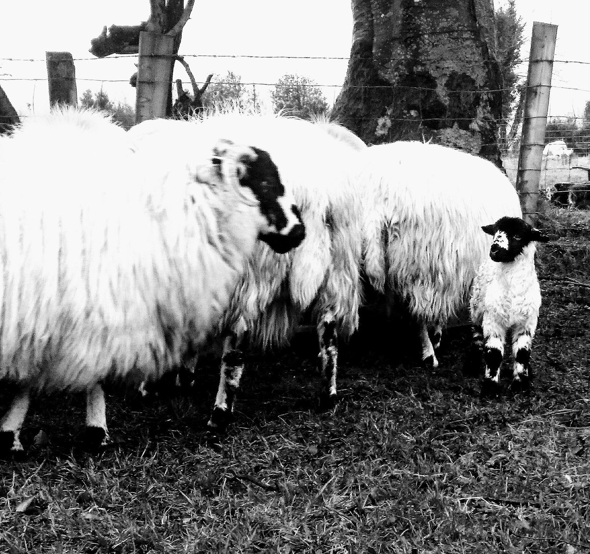 #lambing18 #sheep365 <a href="/RoughFellSheep/">RoughFellSheep</a>