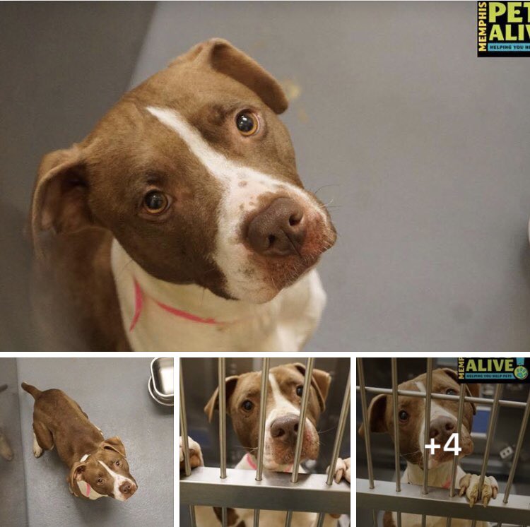 reddogsusie's tweet photo. #TN #MEMPHIS
���🆘CRITICAL Camilla is still waiting💔Calm, gentle, affectionate 2yo girl who loves snuggles-a perfect pet! RUNNING OUT OF TIME! Needs a hero to save her life! #ADOPT #PLEDGE #RESCUE #FOSTER PLS HELP🙏🏻
https://t.co/SLTqqYyR2N https://t.co/JuyWhckc7a