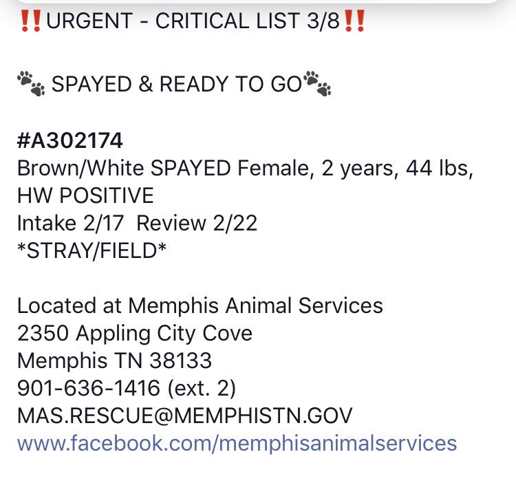 reddogsusie's tweet photo. #TN #MEMPHIS
���🆘CRITICAL Camilla is still waiting💔Calm, gentle, affectionate 2yo girl who loves snuggles-a perfect pet! RUNNING OUT OF TIME! Needs a hero to save her life! #ADOPT #PLEDGE #RESCUE #FOSTER PLS HELP🙏🏻
https://t.co/SLTqqYyR2N https://t.co/JuyWhckc7a