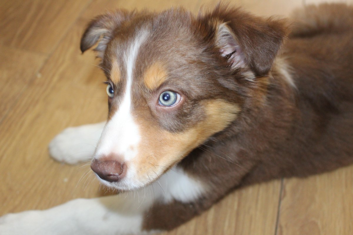 Andi White 🌈 (@andrewrwhite) on Twitter photo <a href="/PawshakeUK/">Pawshake UK</a> Well, he's finally here... meet our newest addition to our doggy pack - Mocha 😍 <a href="/PawshakeUK/">Pawshake UK</a> Well, he's finally here... meet our newest addition to our doggy pack - Mocha 😍