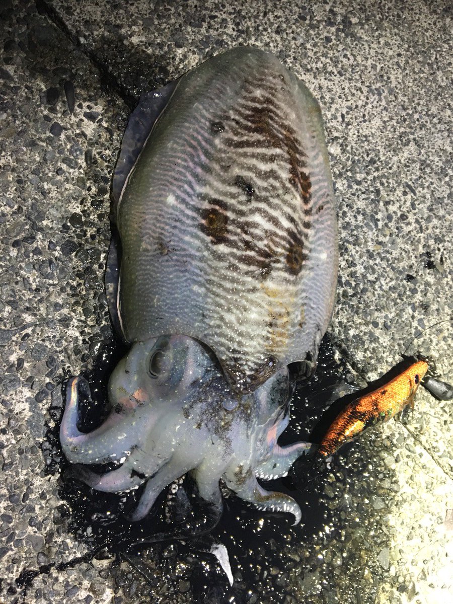 皮付きウィンナー 魚釣り 本物 در توییتر 本日 コウイカ5杯ゲット 巨大モンゴウキタ ゚ ゚ ブログで募集した新弟子9名無事全員釣果 今日の弟子も2杯ゲット 全部ダイソーエギですw 皮付きウィンナー 焼津港 エギング コウイカ 皮付きウィンナー 魚釣り 本物 در توییتر 本日 コウイカ5杯ゲット 巨大モンゴウキタ ゚ ゚ ブログで募集した新弟子9名無事全員釣果 今日の弟子も2杯ゲット 全部ダイソーエギですw 皮付きウィンナー 焼津港 エギング コウイカ