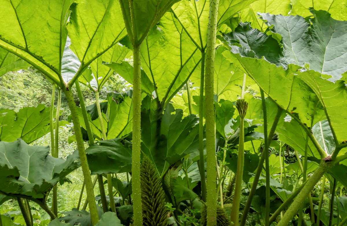 We've grown like weeds! We at #FRESHFARMMarkets will be consolidating our Twitter accounts. All Twitter content can be found <a href="/FRESHFARMDC/">FRESHFARM</a> -- Please follow us there!