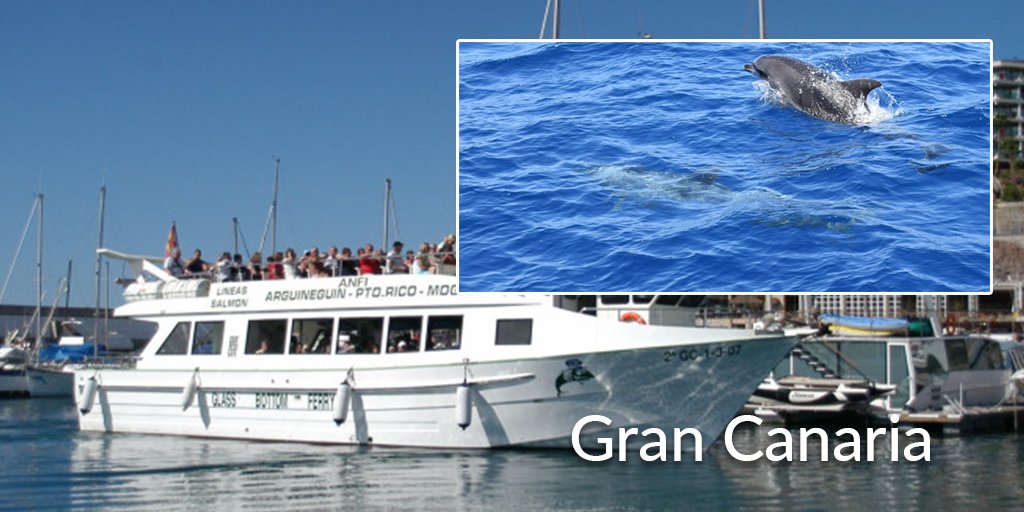 tripediacom's tweet photo. Ready for a an incredible experience on the wide ocean? Book dolphin and whale watching tours in Gran Canaria with Tripedia for an amazing time in these beautiful creatures' habitat. https://t.co/eLKMGIA5JX
#springtravel #grancanaria #spainactivities #spaintours #tripediacom https://t.co/M1JaY1kt2t