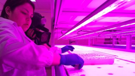 Year-round garden provides free fresh vegetables to hundreds on Manitoba's Opaskwayak Cree Nation ift.tt/2q3wBss