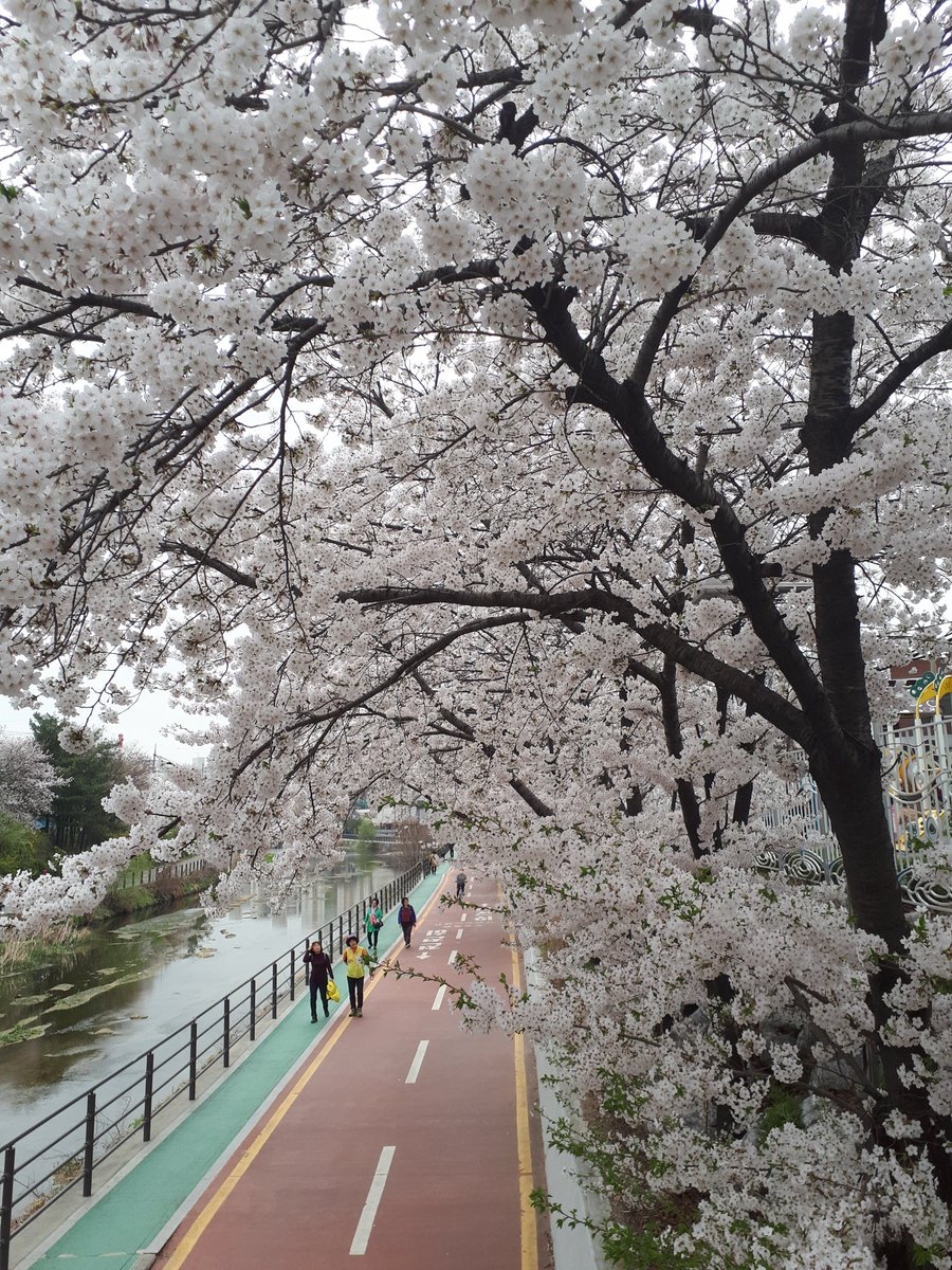 꽃이 피는건 힘들어도
지는건 잠깐이더군  

....................... 

꾳이 
지는건 쉬워도
잊는건 한참이더군
영영 한참이더군. 
......................

곡우가 이리 야속할 줄이야
어쩌면 오늘 본 꽃이 올해의 마지막 벛꽃일 수도 있겠구나.