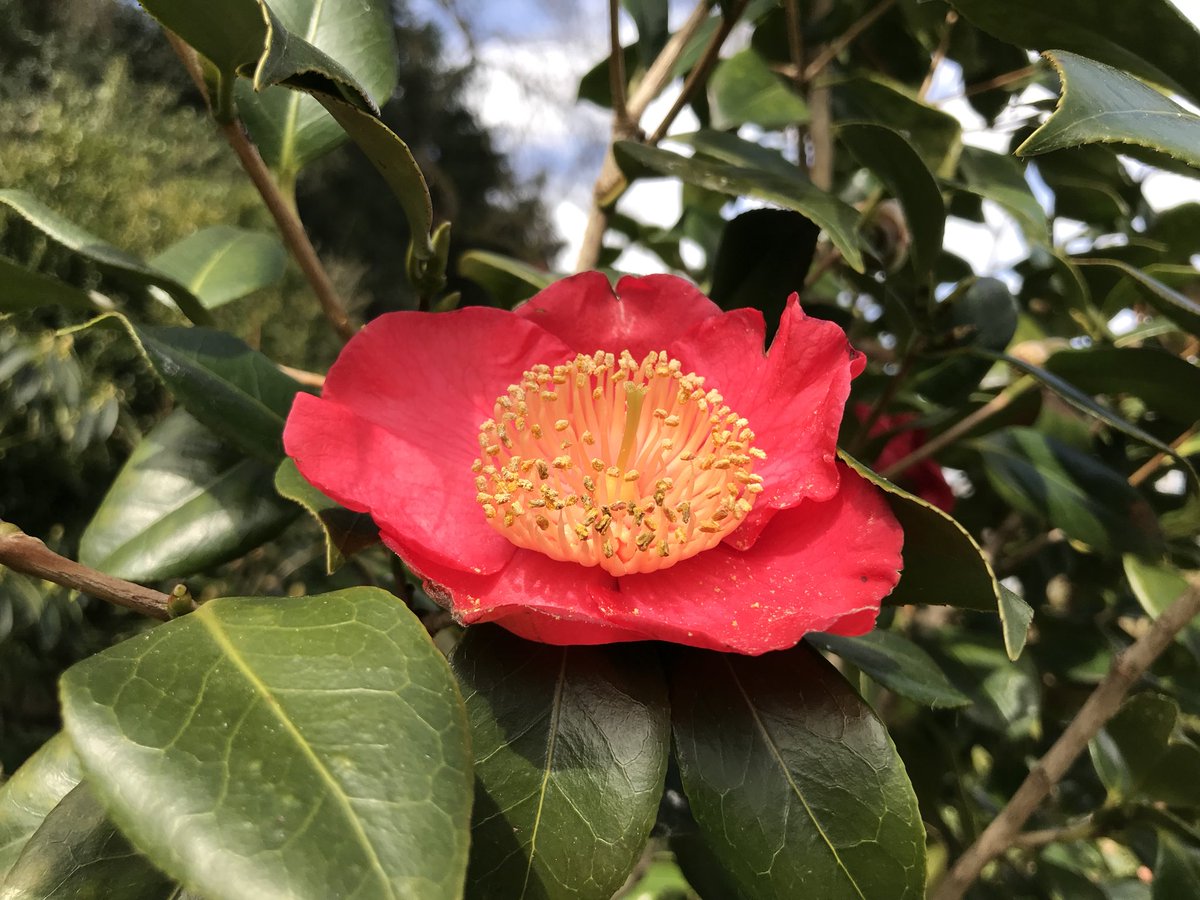 My #TuesdayTreasure is Camellia 'Higo Hiodoshi' #flowerreport #camelliajaponica