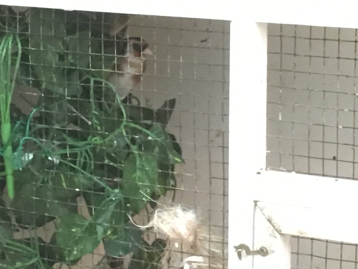 TheCanaryRoom's tweet photo. Cock and hen Goldfinch taking an interest in the nest. Be great if these go down this year https://t.co/KKz4GZzhwH