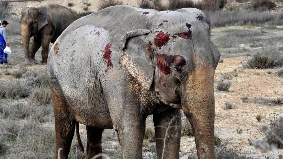Un éléphant de cirque a été tué hier lors d'un accident d'un camion du cirque sur l'autoroute en Espagne
2 autres ont été blessés. 
Une autre conséquence du cirque avec animaux sauvages ...