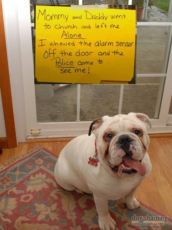 WeLoveDogsUSA's tweet image. &quot;I chewed the alarm sensor off the door and the police came&quot;

Shame Shame, but very funny. Of course it didn&apos;t happen to me. Does your dog get into trouble when left alone?

#EnglishBulldog #mischievousdogs #dogsoftwitter #funnyBulldog 
#TuesdayMotivation #BigDogs
