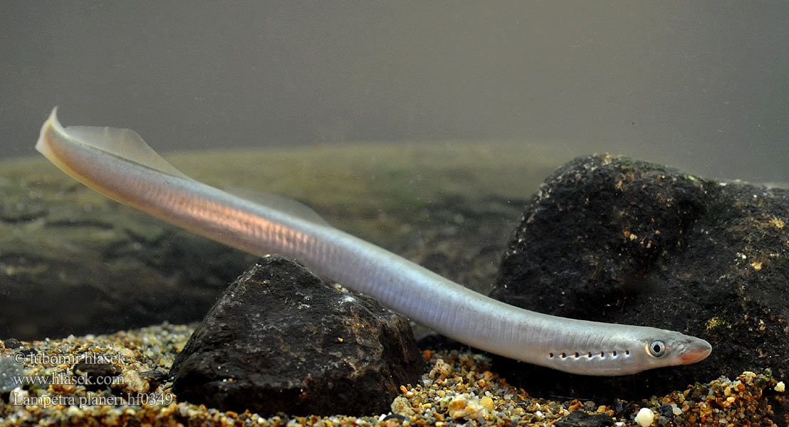 минога сибирская. европейская ручьевая минога. минога украинская – eudontomyzon mariae. минога ручьевая сибирская. европейская ручьевая минога.