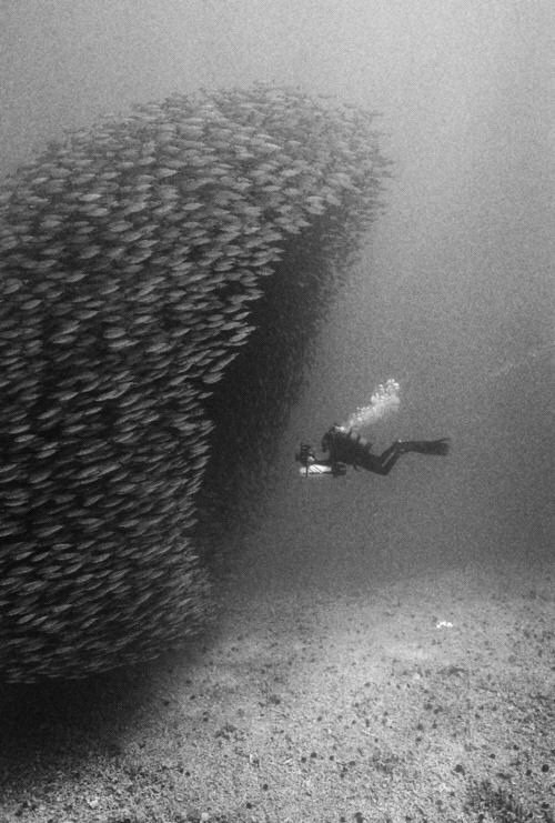 GenreFodder's tweet photo. Bait ball (original source not found) #animals #fish #diving #scuba #surreal #tmos https://t.co/4nxzQ0vIes