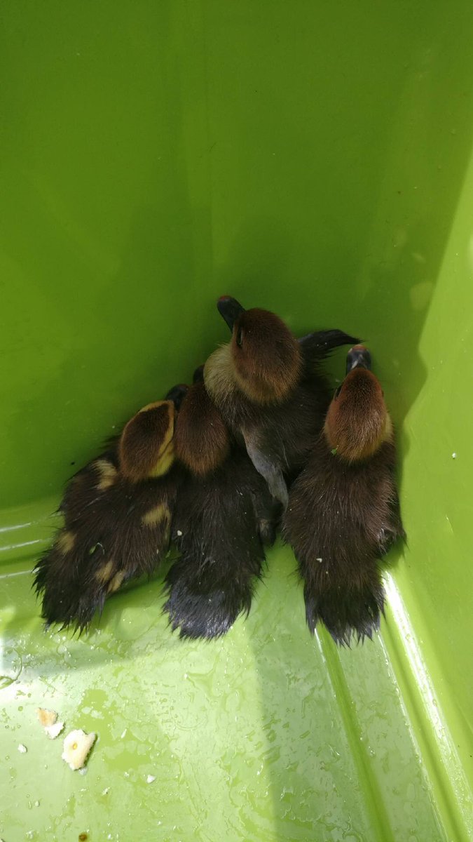 WackyScience's tweet image. This afternoon Quin found some ducklings 🐥 stuck in a storm drain! She collected them and dropped them off by the pond to be with their duck colony. 🦆 They are now safe and sound! Go team!