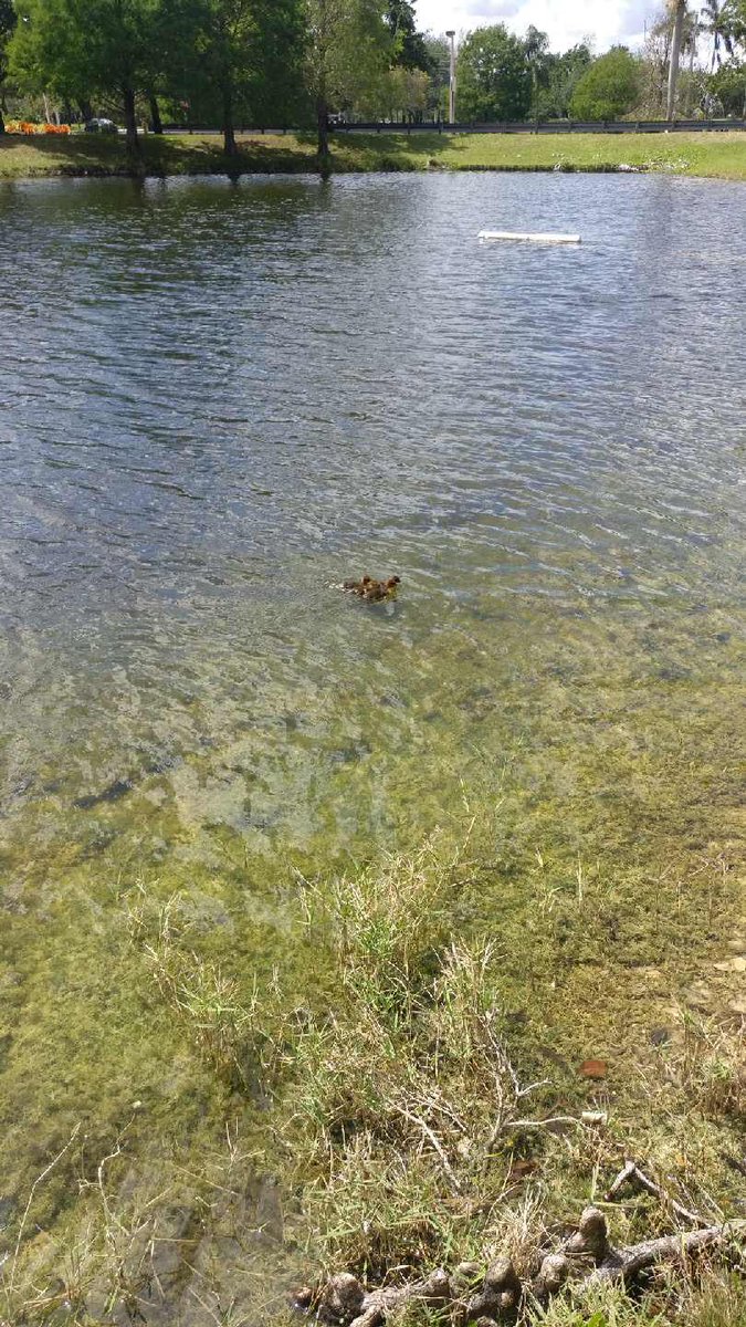 WackyScience's tweet image. This afternoon Quin found some ducklings 🐥 stuck in a storm drain! She collected them and dropped them off by the pond to be with their duck colony. 🦆 They are now safe and sound! Go team!