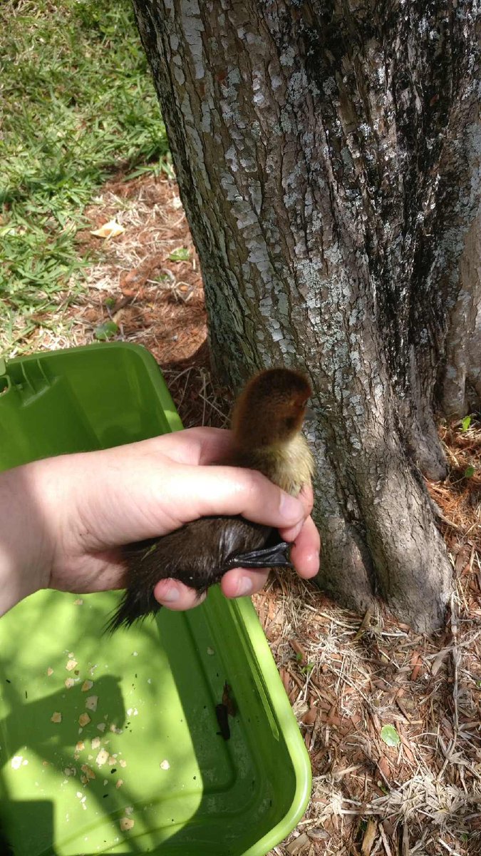WackyScience's tweet image. This afternoon Quin found some ducklings 🐥 stuck in a storm drain! She collected them and dropped them off by the pond to be with their duck colony. 🦆 They are now safe and sound! Go team!